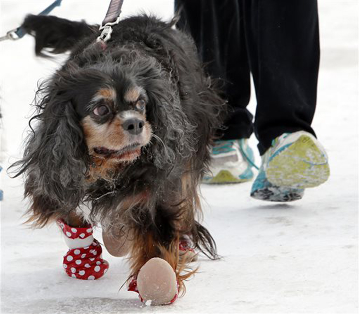 Dog booties protect Sanders, a 12-year-old Cavalier King Charles spaniel mix,’ from paw injuries from sharp ice and salt rocks in the Concord, N.H., snow. More and more owners are purchasing dog booties for this reason. Associated Press