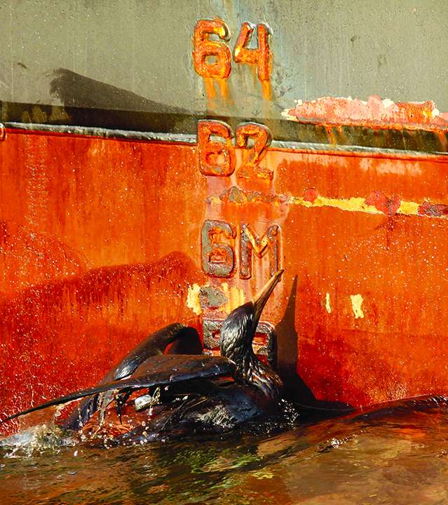 May 9, 2010 file picture, an oil-soaked bird struggles against the side of the HOS Iron Horse supply vessel at the site of the BP Deepwater Horizon oil spill in the Gulf of Mexico off the coast of Louisiana.  Associated Press