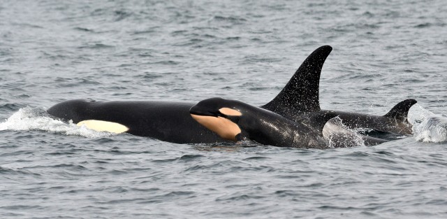 A Baby Orca swims alongside its mother. The Baylor Alumni Network has changed venue for their Summer Trip, planned for SeaWorld initially, because of research of Baylor’s values and conviction statement.  Associated Press