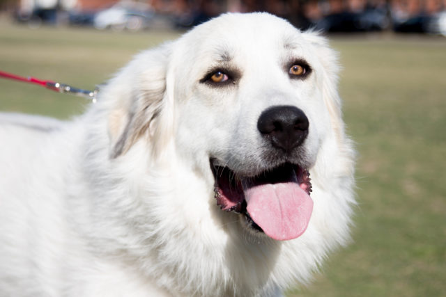 Students celebrate, support National Puppy Day