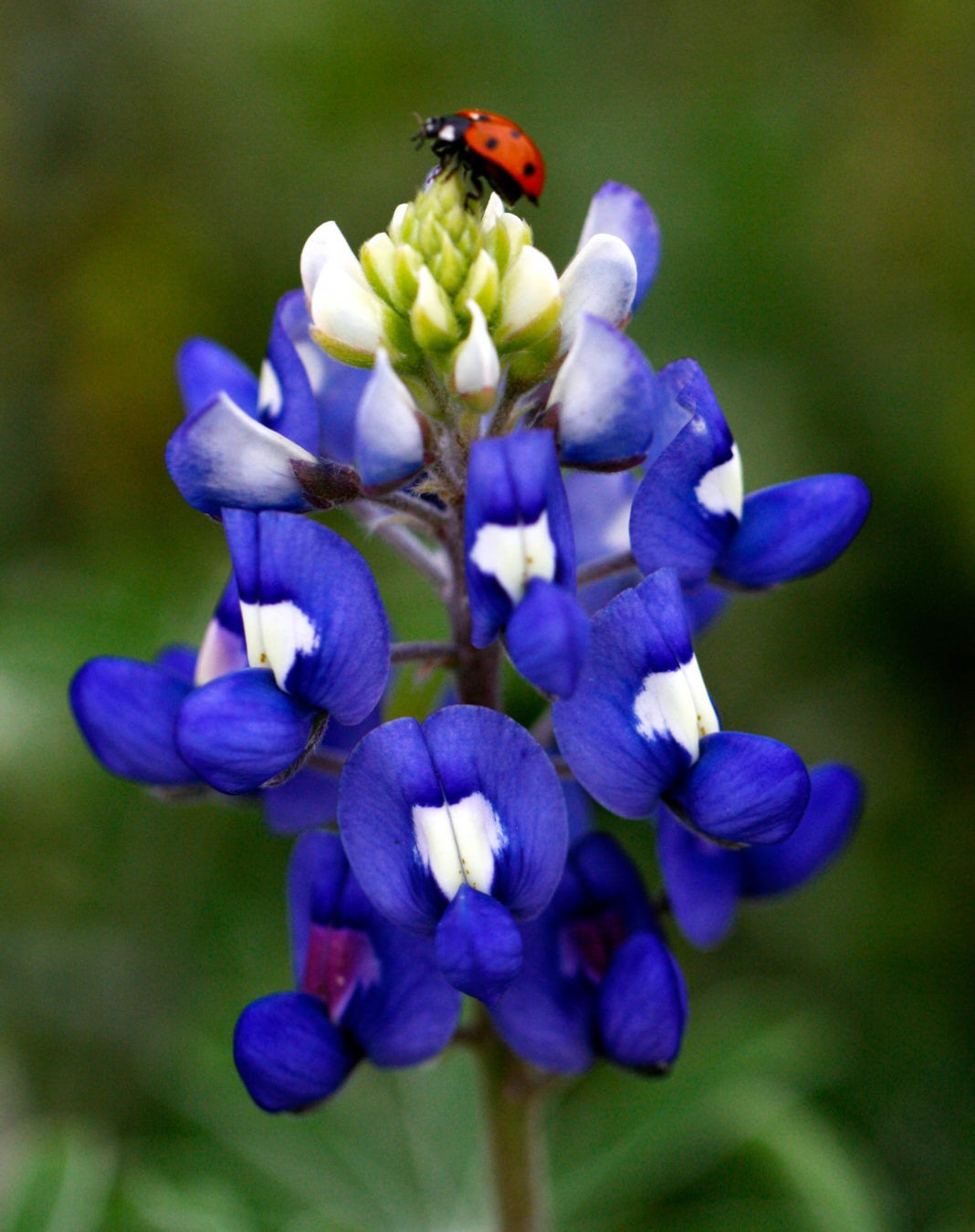 Texas Bluebonnet List 2025-2025 - Kai River