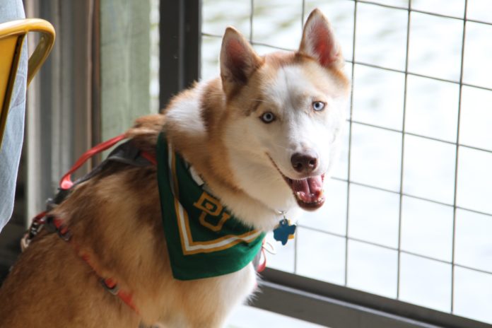 20180923-894-CB9-23 Veteran Dogs.jpg