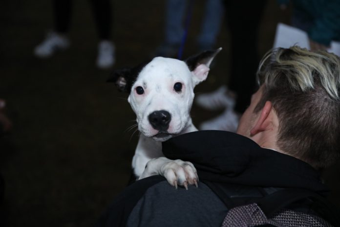 November 08, 2018-pre-vet-kd-59.jpg