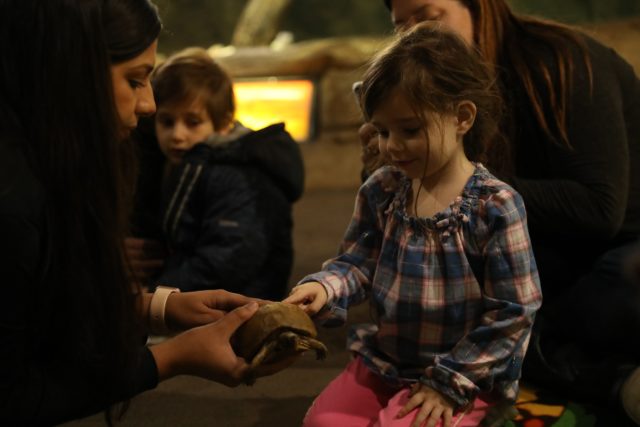 Don’t bite! Cameron Park showed off a baby alligator during their story time