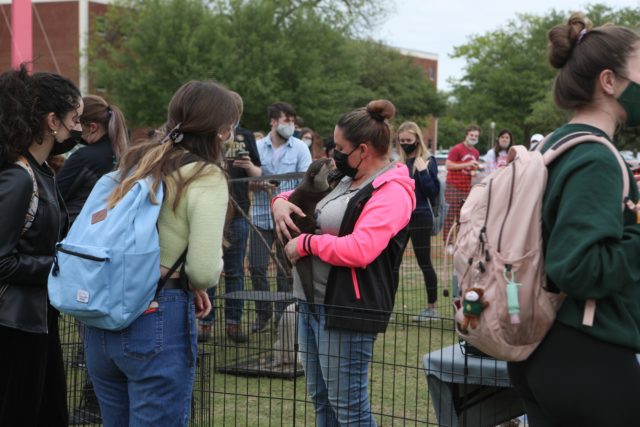 Diadeloso Blog: There’s no age limit on a petting zoo
