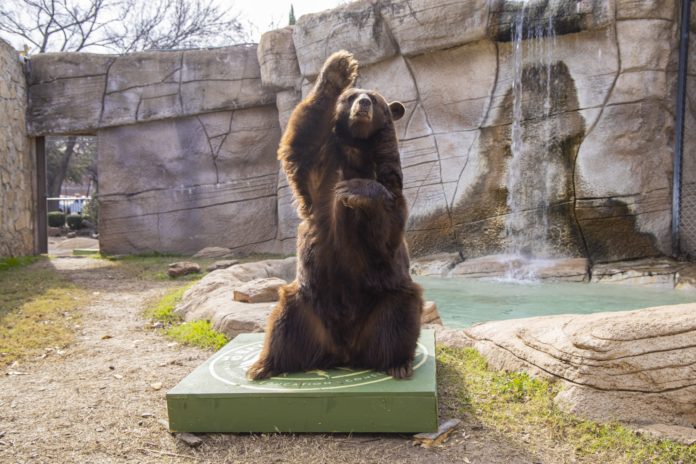 2 - Joy Sic 'em Right Paw, Williams Bears Habitat 20191204_mm_00362.jpg