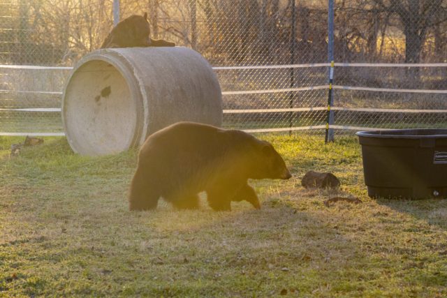 Joy (foreground) and Lady get regular exercise and enrichment at bears’ off-campus facility. Photo courtesy of Matthew Minard | Baylor University
