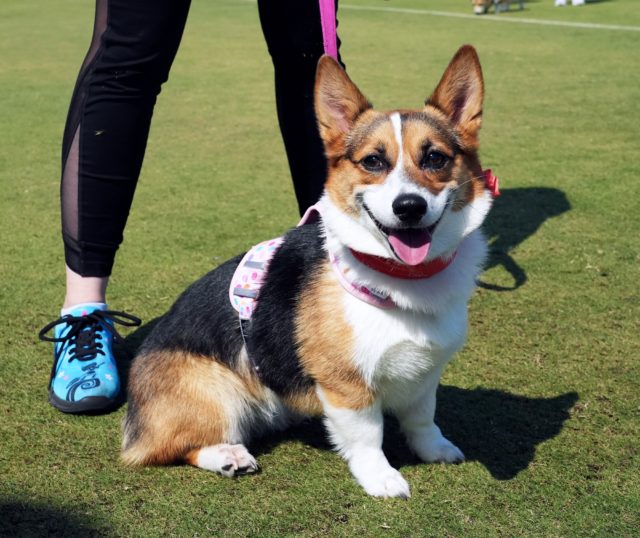 Elle who is 4 and a half years old secures her second win at the Baylor corgi race.
Olivia Havre | Photographer