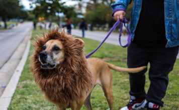 SLIDESHOW: Dia de Los Muertos