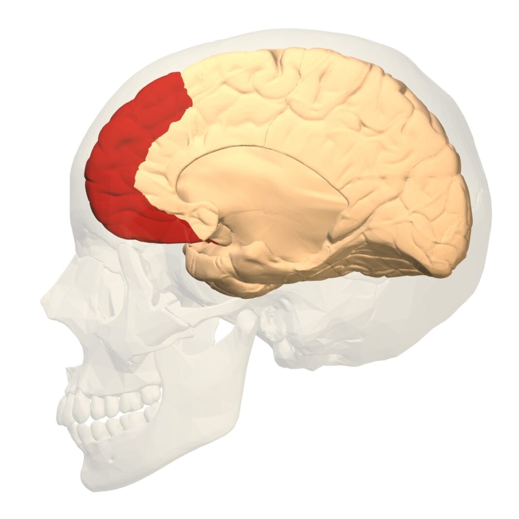 Students weigh in on marriage before age 25, frontal lobe development ...