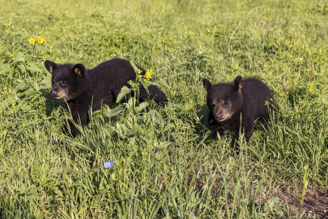 New bear cubs Indy, Belle to transition to campus over summer - The ...