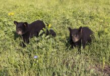 New bear cubs Indy, Belle to transition to campus over summer