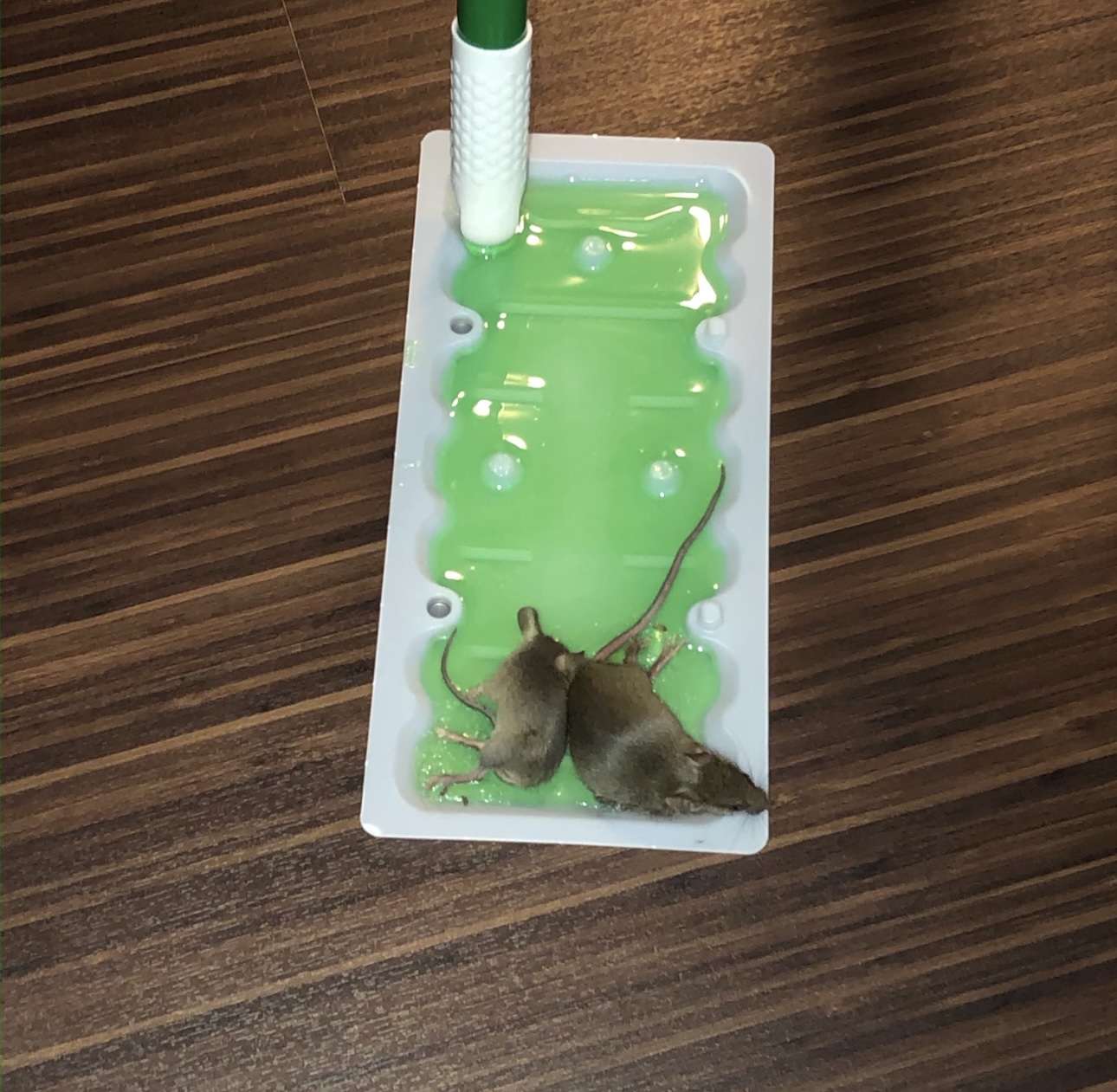 An Honest Look At Sticky Glue Tray Mouse Traps. Advertiser