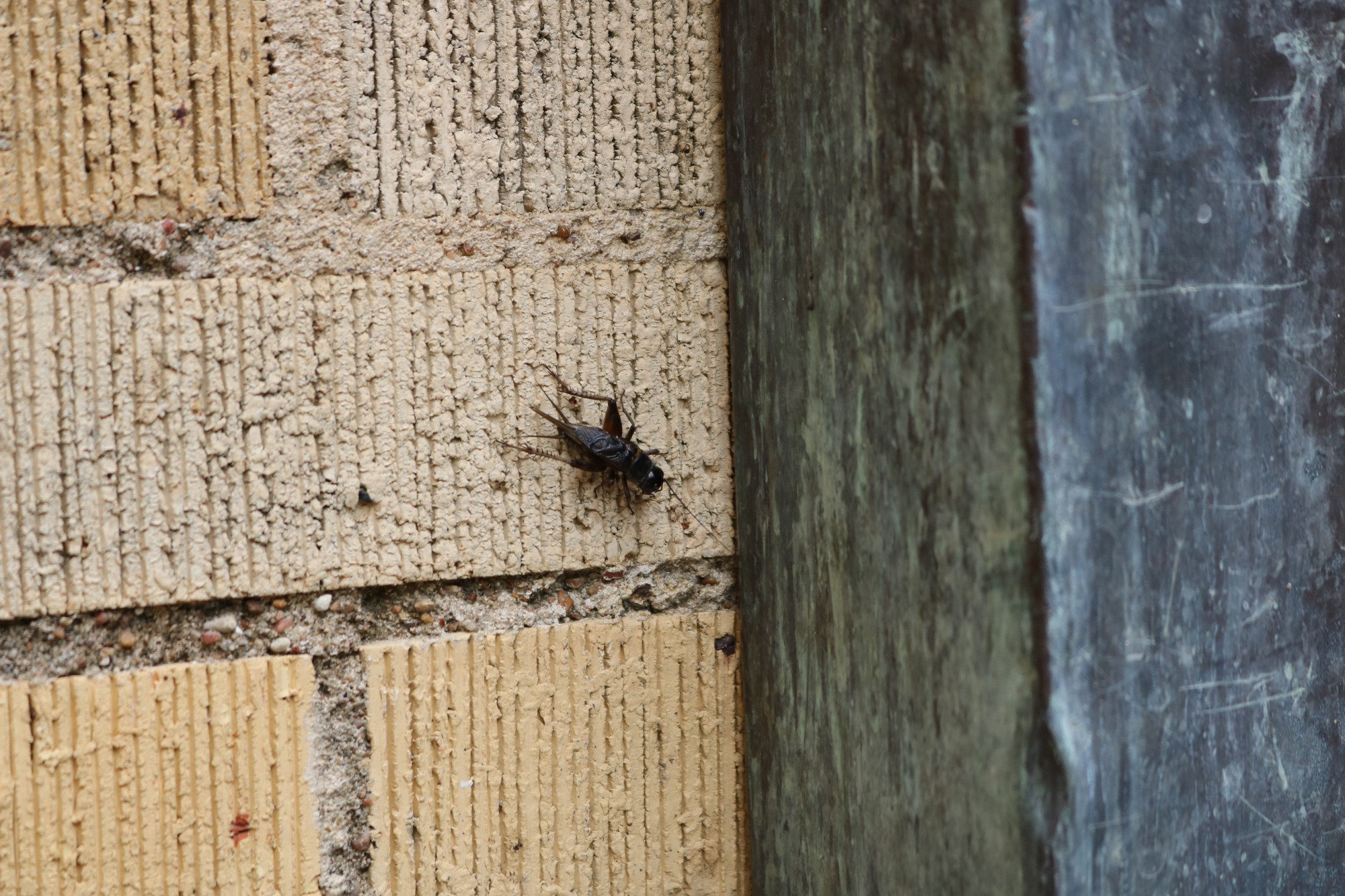 Cricket infestation invades campus, surrounds Penland Hall – The Baylor Lariat