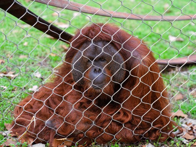 An Orangutang lounging around in the Asian Forest section of the Cameron Park Zoo. Brady Harris | Photographer