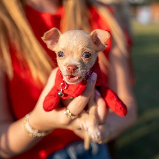 Woodlands sophomore Lauren Wilson's dog Tiny