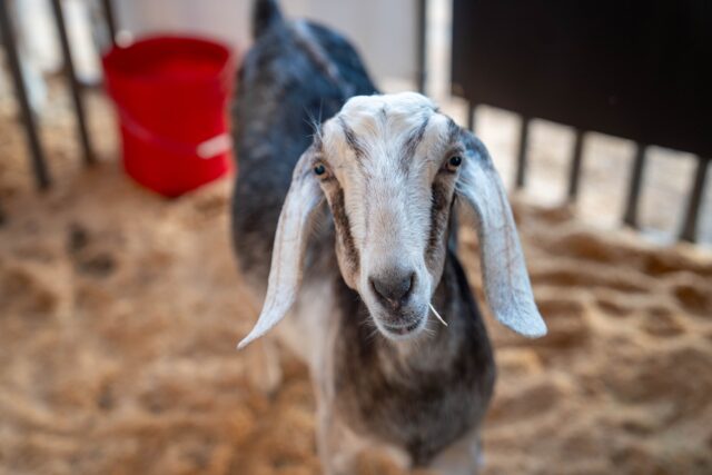 Goats, cows, birds, and even camels fill the Heart O' Texas petting zoo. Mary Thurmond | Photo Editor