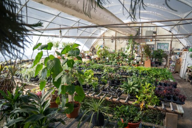 Bonnie's Greenhouse holds wide variety of plants, from flowers to herbs and vegetables. Sam Gassaway | Photographer