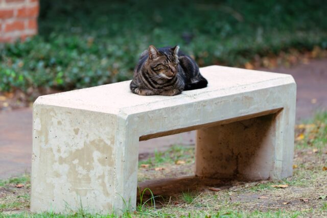 Local animal advocates discuss Baylor’s updated cat policy