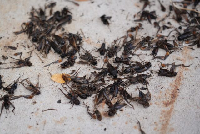 ‘Cricket apocalypse’ spares Baylor campus