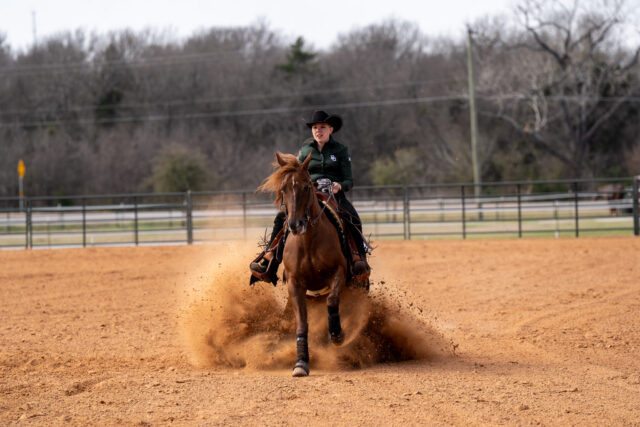 Senior western rider Kalena Reynolds brings her horse to a sudden stop at the Baylor vs Texas Christian University Equestrian meet on Saturday morning. Caleb Garcia | Photographer