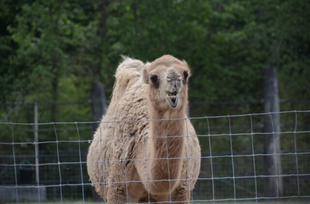 Cameron Park Zoo welcomes new camels, ostriches
