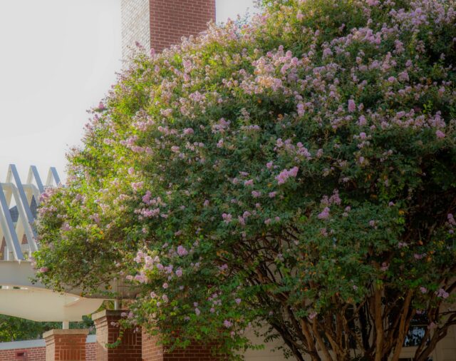 A Crape Myrtle tree soaking in the setting sun at the Fine Arts Studio on Thursday evening. Lily LeMaire | Photo Intern