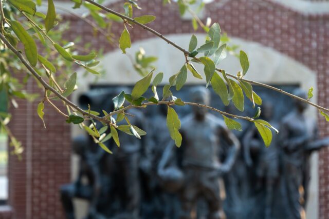 Leaves hang down in front of the Immortal 10 statue by the Traditions Plaza. Vanessa Adams | Photographer