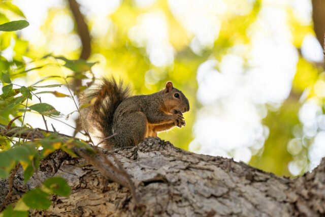 Squirrel to blame for Tuesday’s power outage